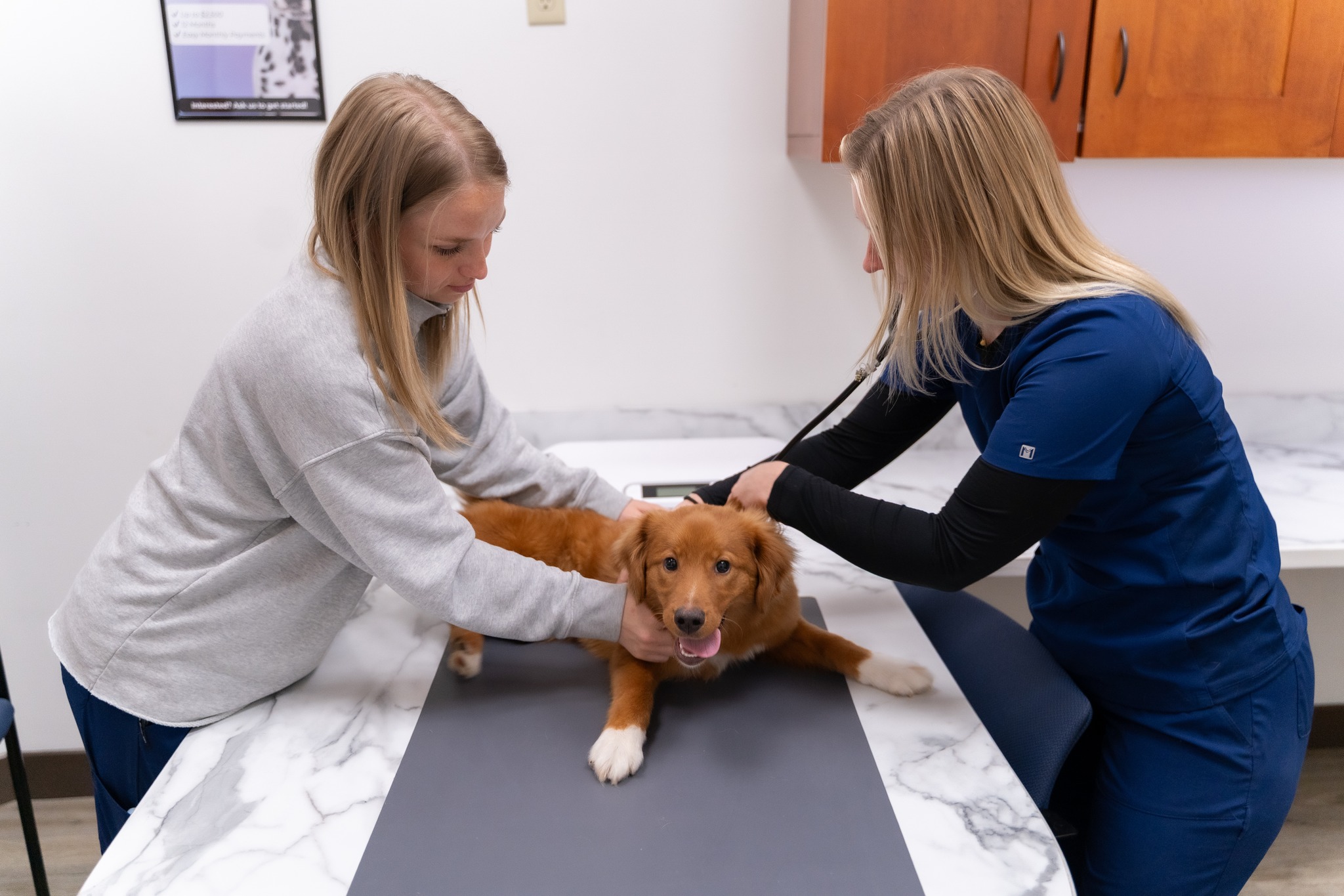🚨🐾 What is an RVT... - PEI Veterinary Walk-In & Urgent Care | Facebook