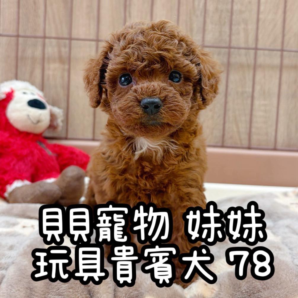 貝貝寵物專業犬貓舍 - ️ 貝貝寵愛｜給您所愛 ️ 想撸萌孩，就來 貝貝寵物 🐶 你與萌孩的緣份就從... | Facebook
