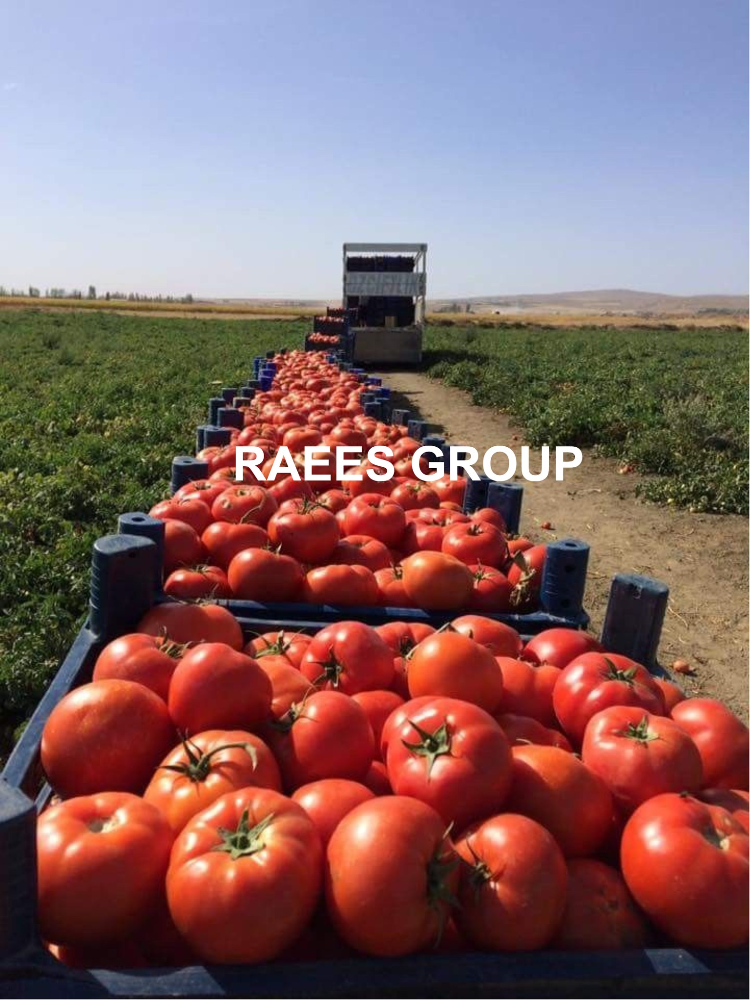Ste RAEES GROUP