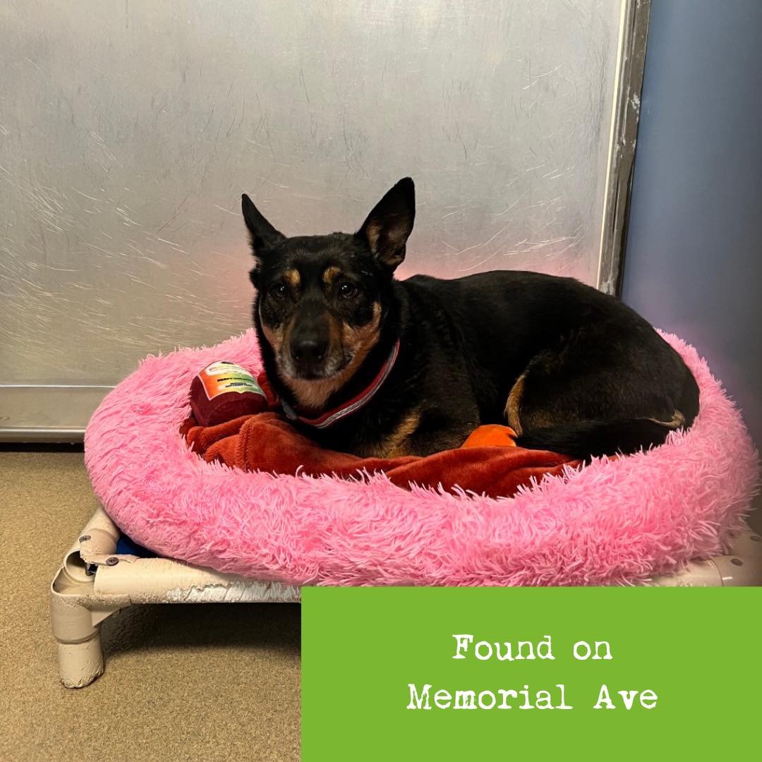 Lynchburg Humane Society Found Pets | Lynchburg VA