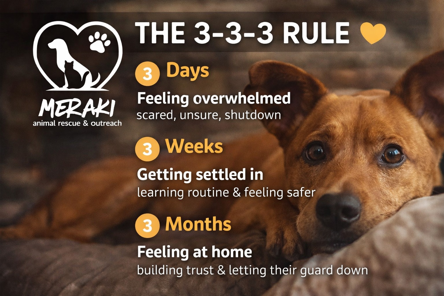 🐾 The 3–3–3 Rule of... - Meraki Animal Rescue & Outreach | Facebook
