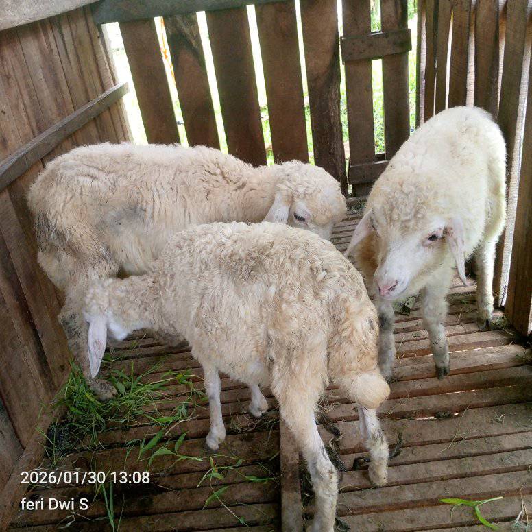 FORUM JUAL BELI DOMBA DAN KAMBING SEKITAR TEMANGGUNG PART 2 | wadon ...