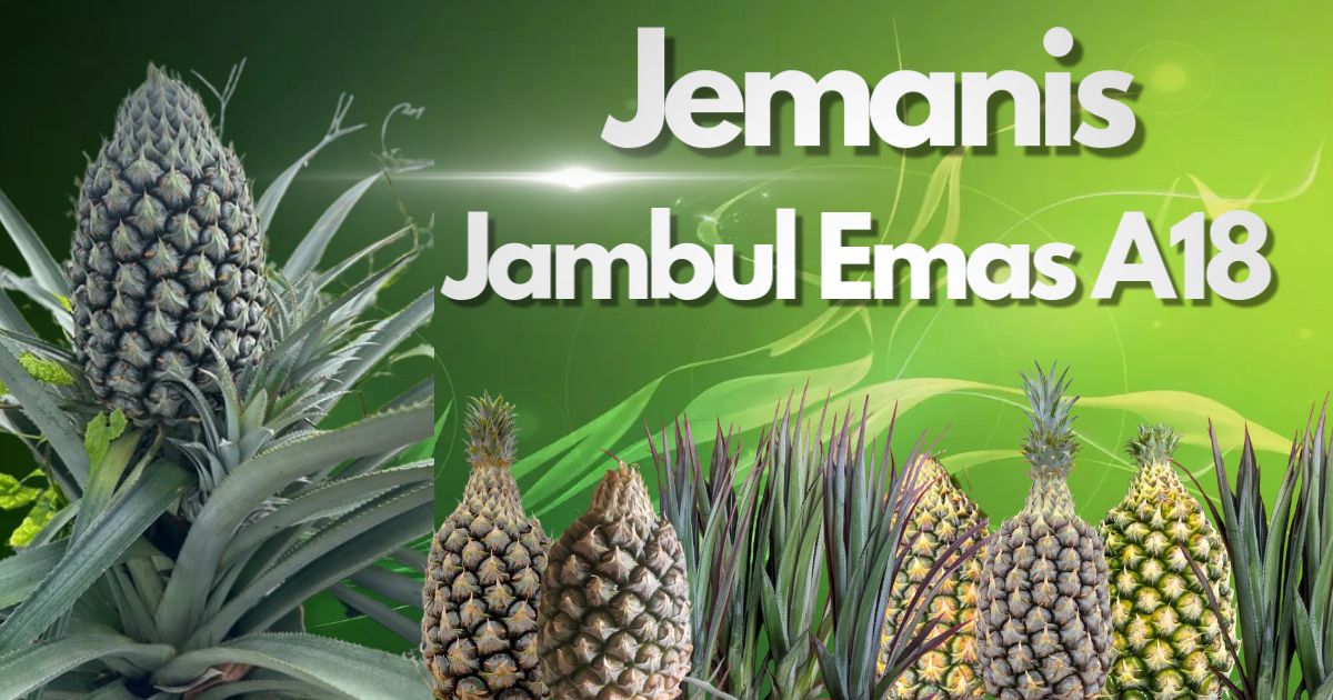 Jambul Emas A18 | Kajang
