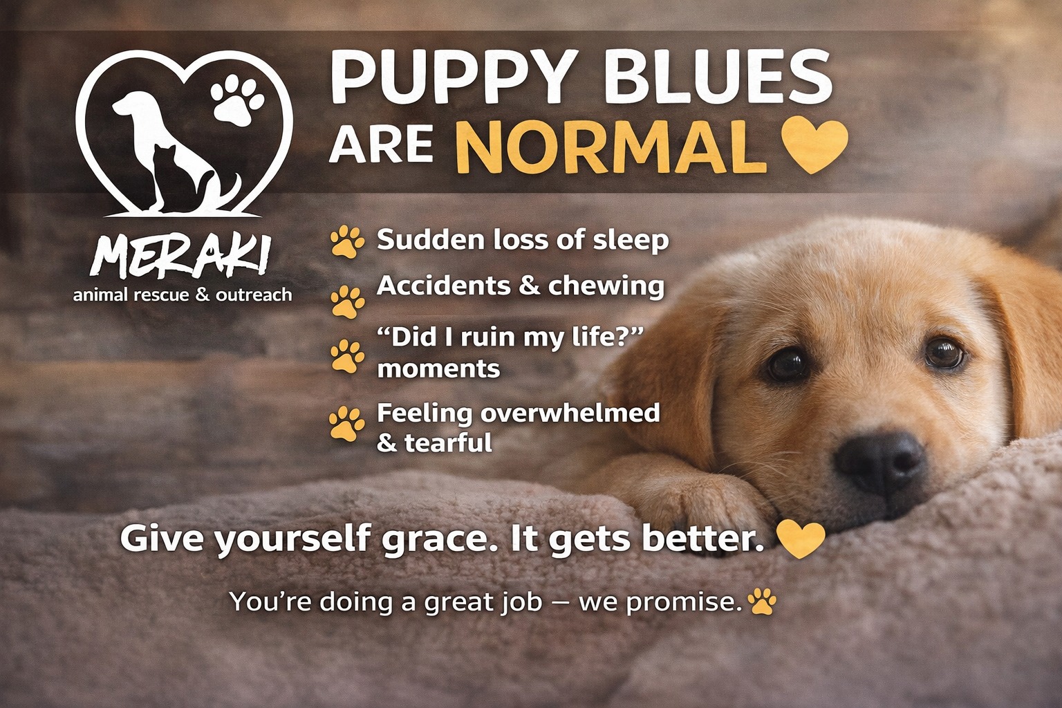 🐶 Puppy Blues Are Normal... - Meraki Animal Rescue & Outreach | Facebook