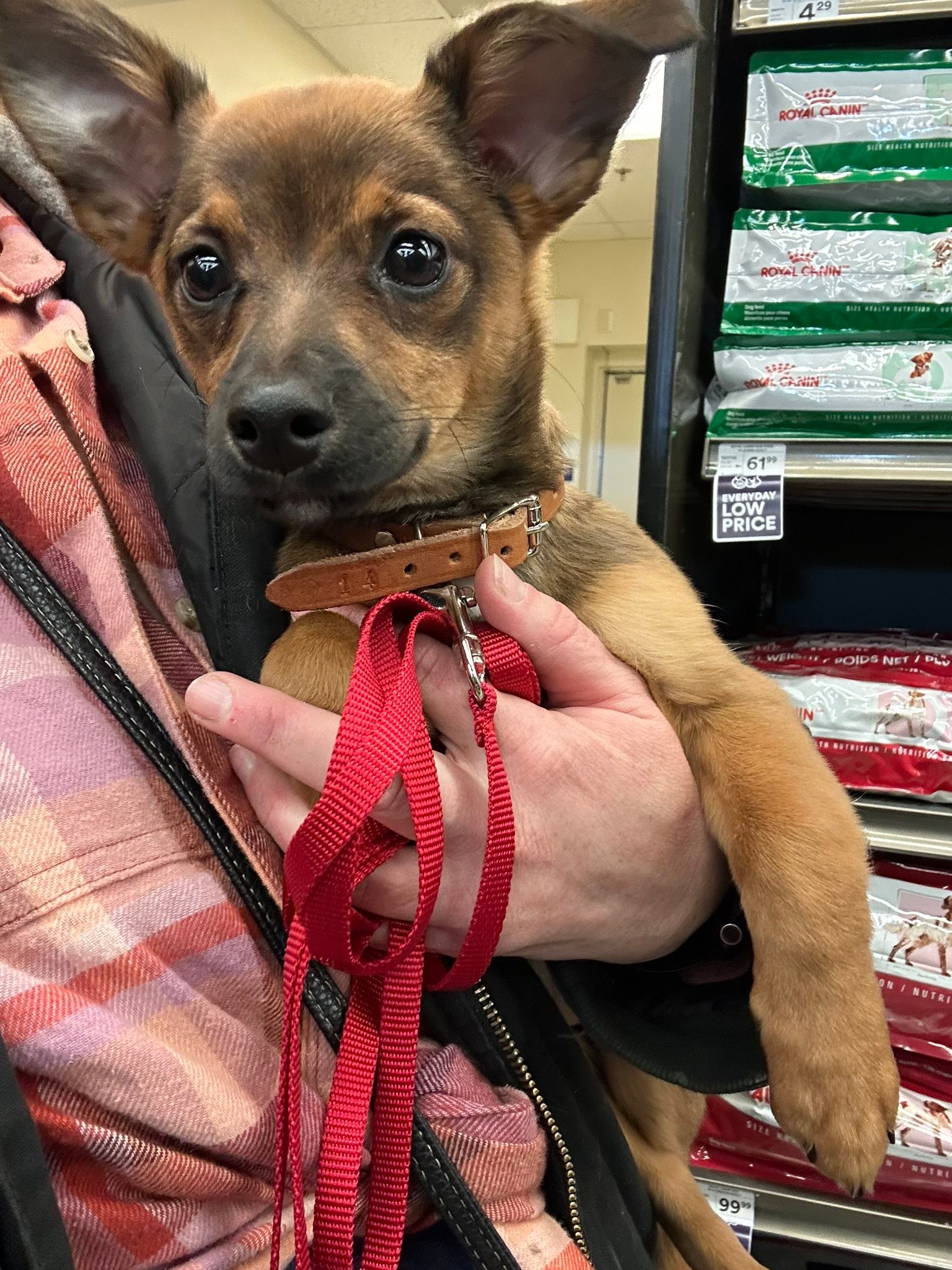 💅 She’s small, she’s... - Meraki Animal Rescue & Outreach | Facebook