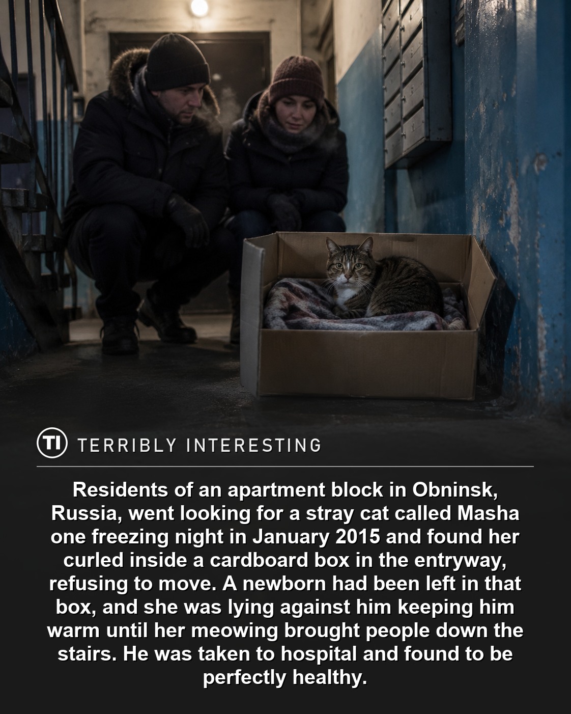 Masha was a stray cat who lived around a block of flats in Obninsk