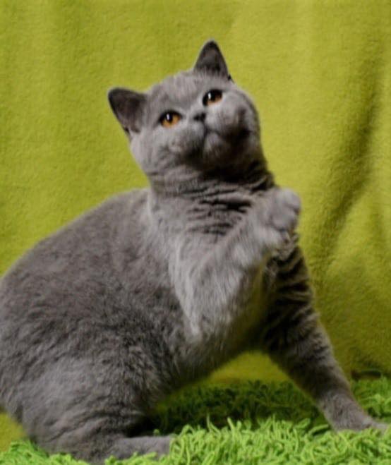 Muning Ph Cattery