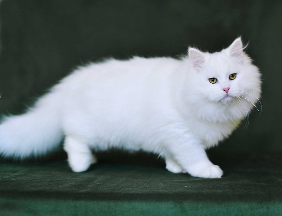 Muning Ph Cattery