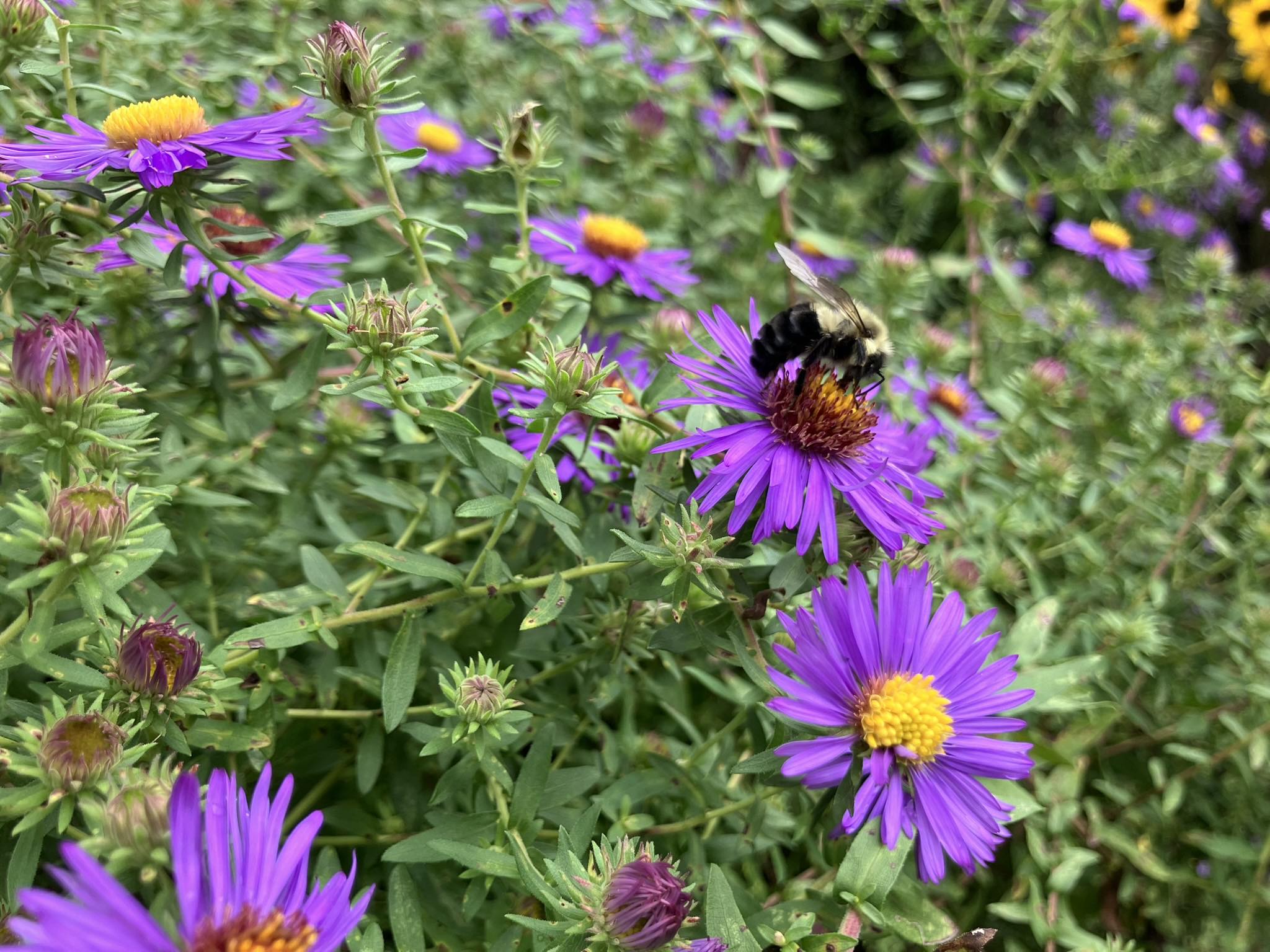 Josie's Native Plants | Kennett Square PA