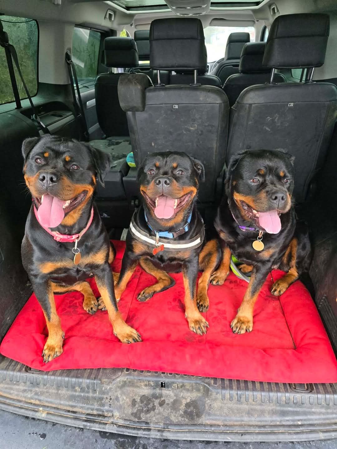 ROTTWEILER OF THE DAY
