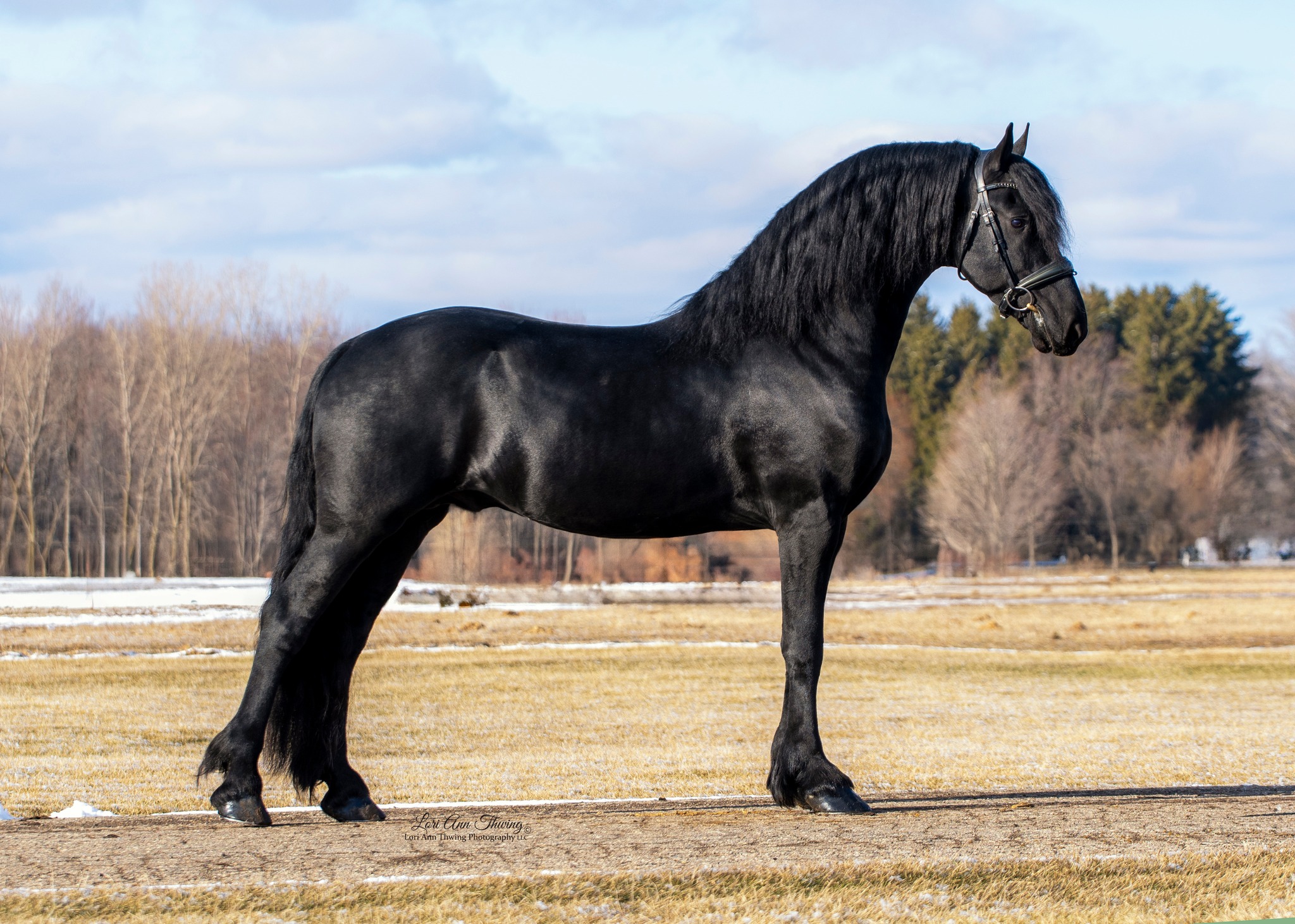 Breeding season is here! Eise produces amazing offspring including