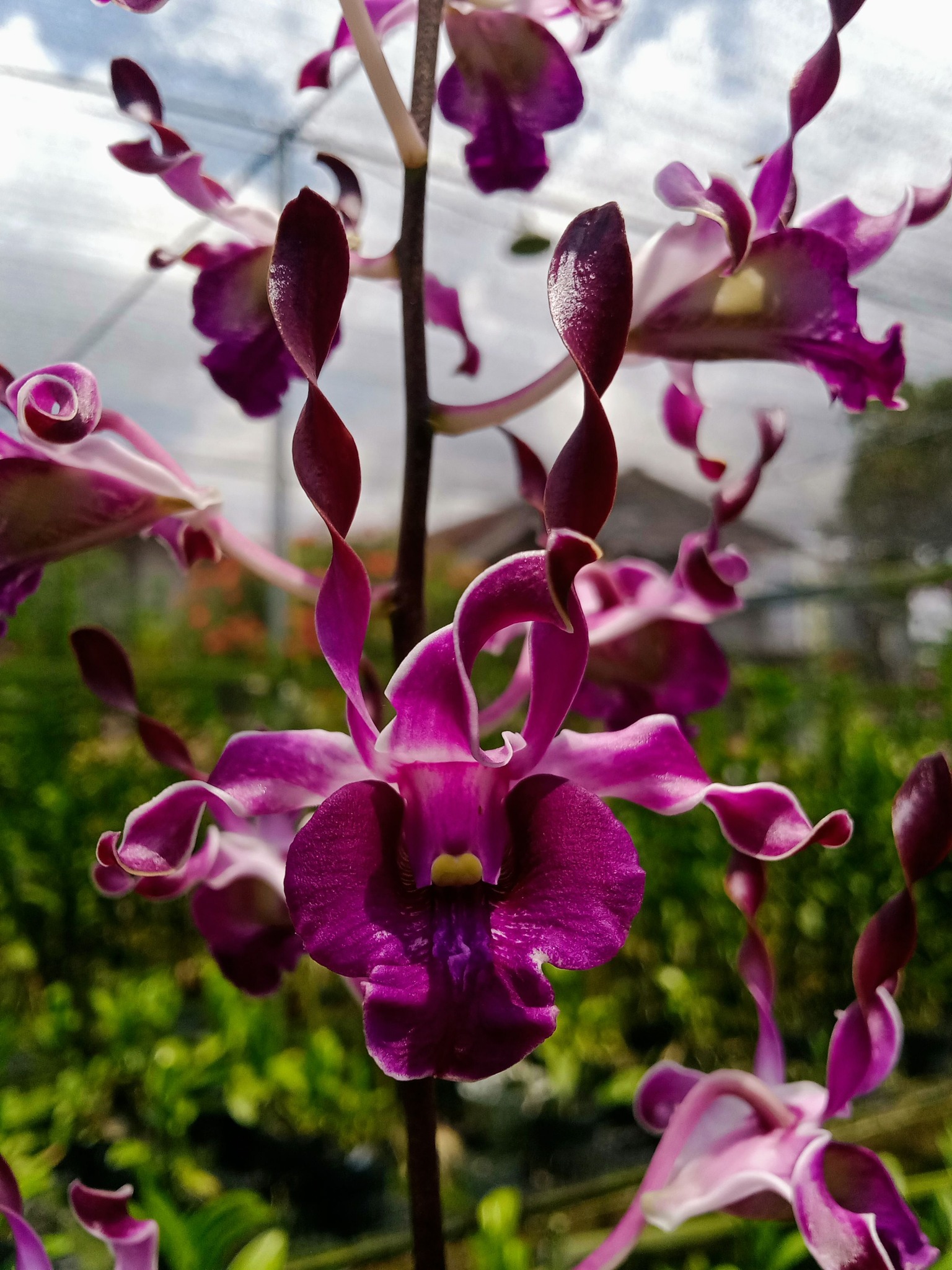 Dendrobium Yusuf First Magic Otto I.Leidin x Heart Of Northoaks