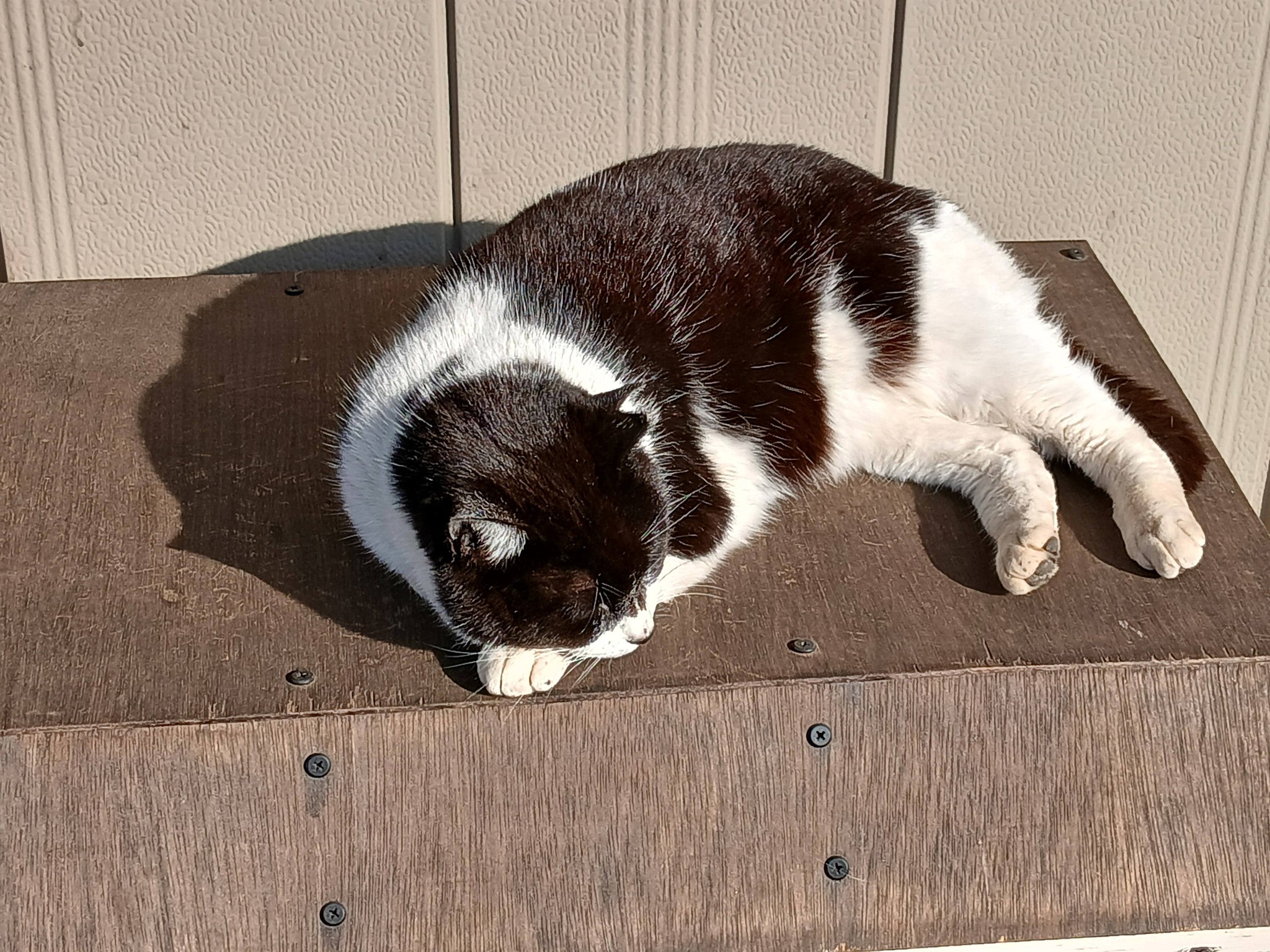 おはようございます😊♥️今日は、さくらねこの日です。我が家のさくら