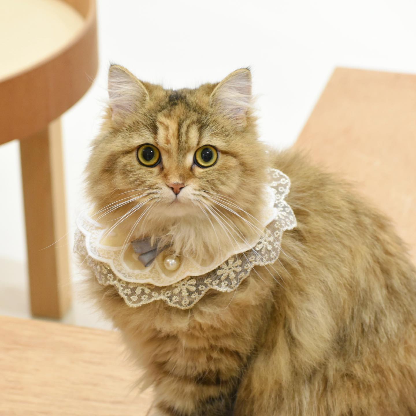 こんにちは！ Cat Café MOFF minamoa広島店です🎀 3月5日は