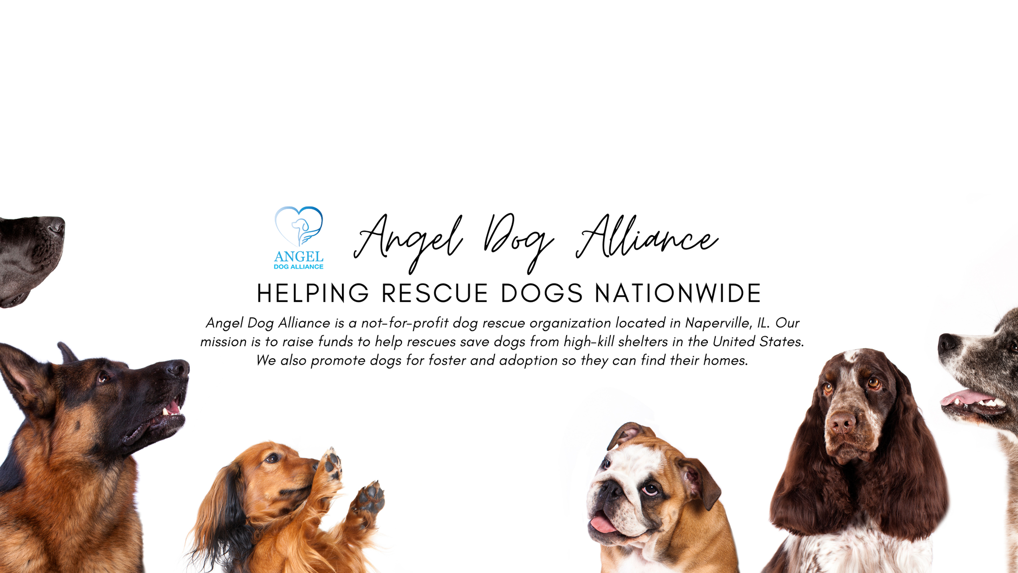 Angel Dog Alliance | Naperville IL