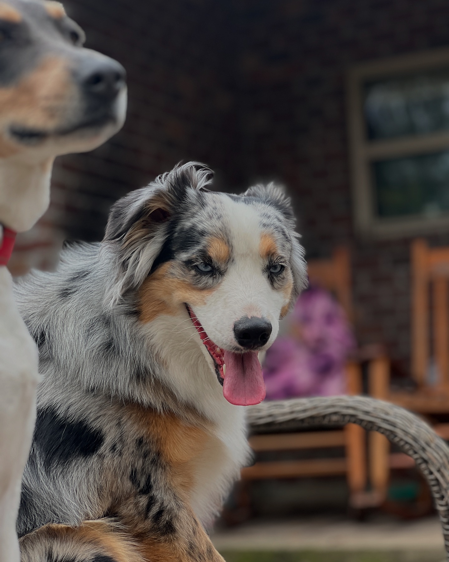 Happy Tails House & Pet Sitting, Boarding, Doggy Day Care & More