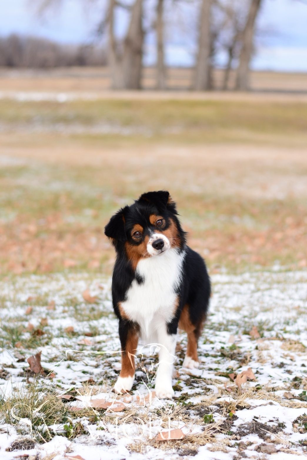 Sagamore Miniature American Shepherds