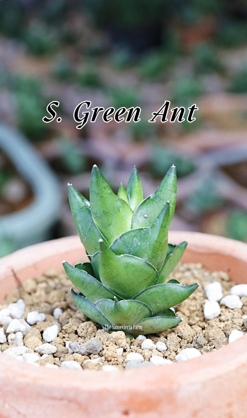サンスベリア Sansevieria Green Ant A Sansevieria Green Ant #Sansevieria #GreenAnt #TheSansevieriaFarm