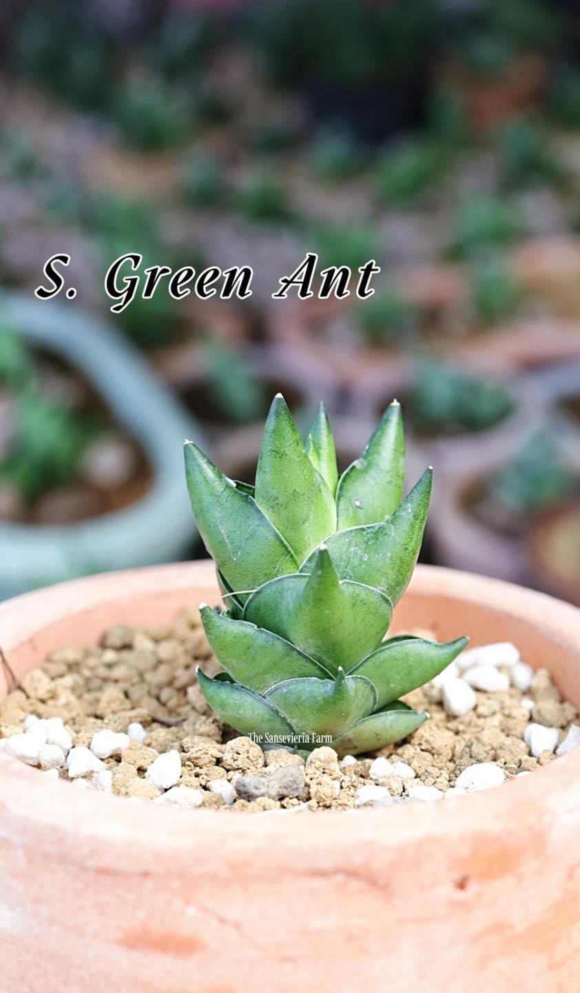 サンスベリア Sansevieria Green Ant A Sansevieria Green Ant #Sansevieria #GreenAnt #TheSansevieriaFarm