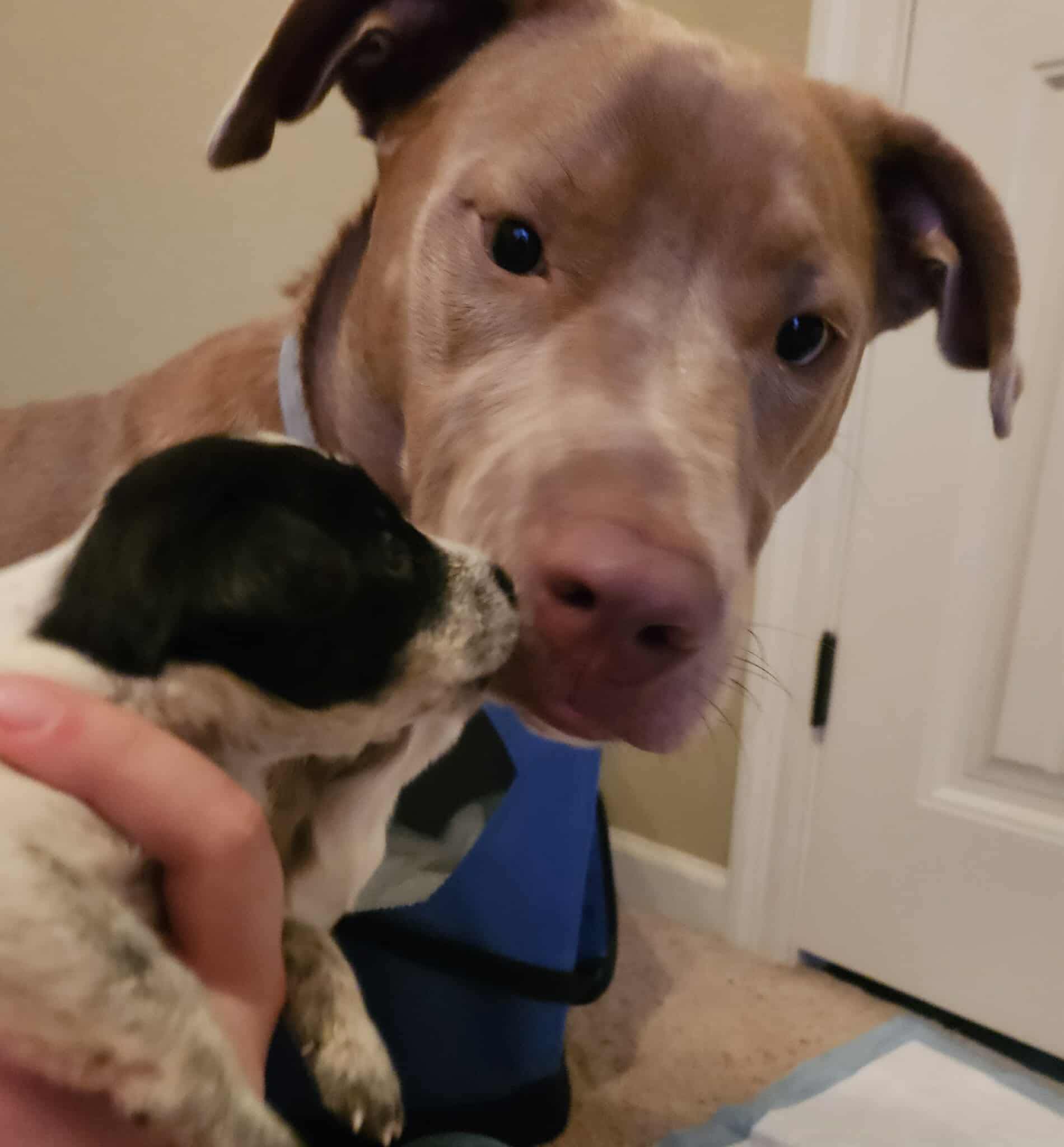 Jak's Second Chance... - Jak's Second Chance Rescue Ranch