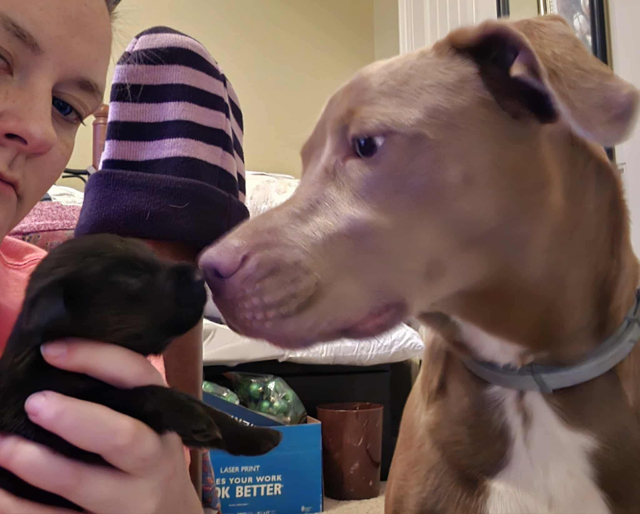 Jak's Second Chance... - Jak's Second Chance Rescue Ranch