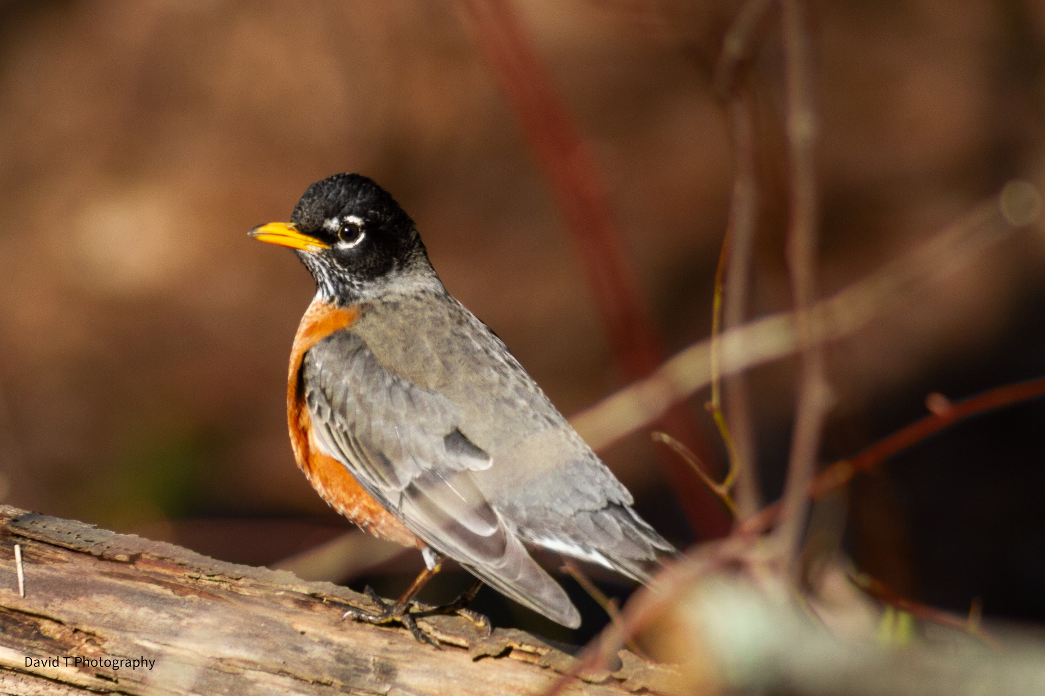 Canon 7D Mark II 75-300 mm lens photos