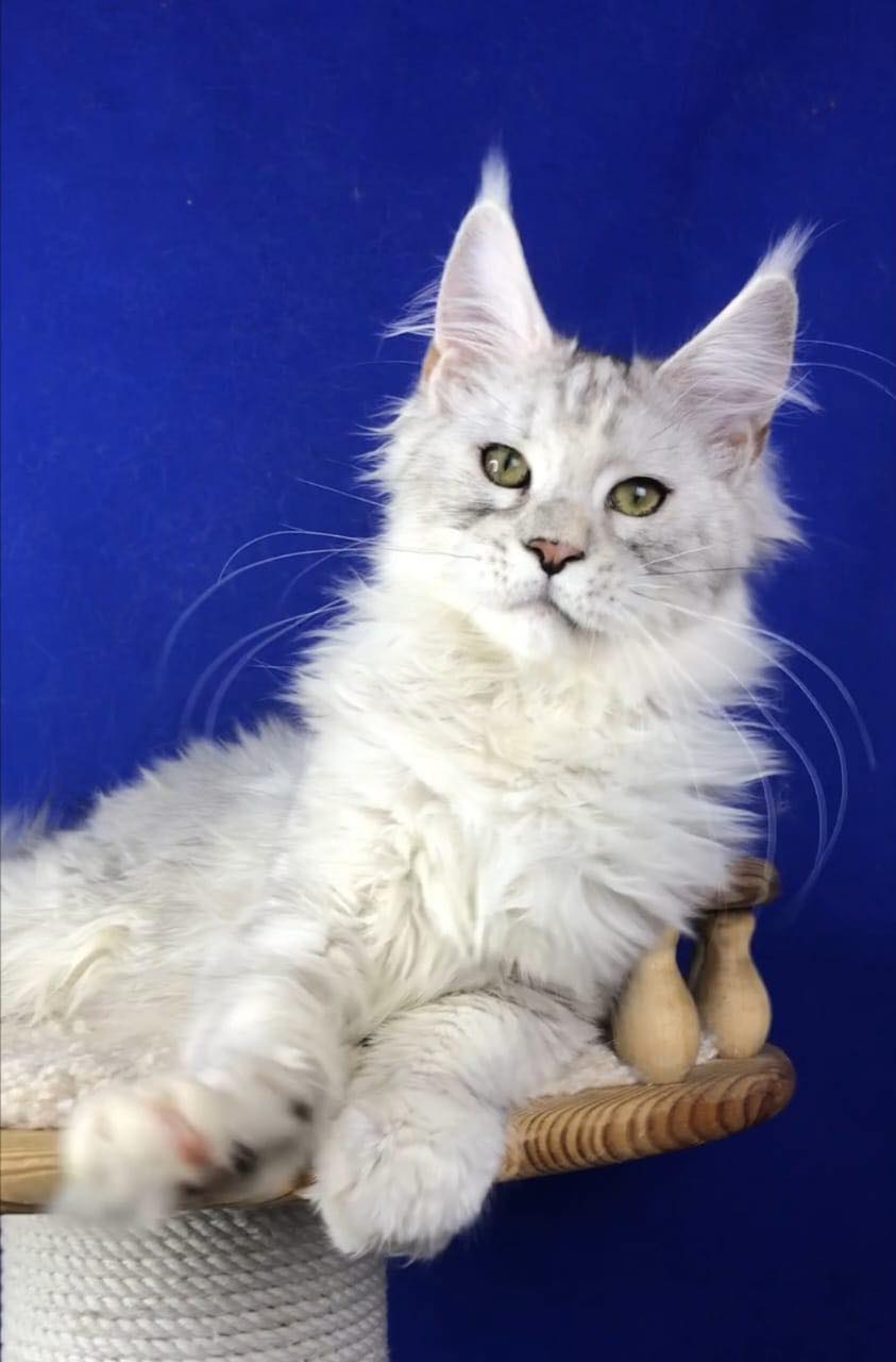 Muning Ph Cattery