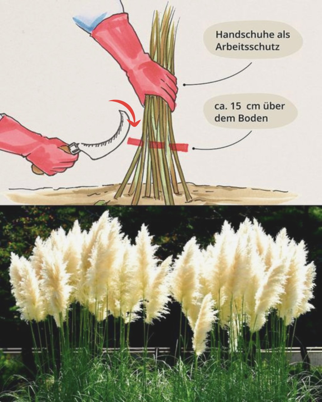 Pampasgras richtig schneiden: Der ideale Zeitpunkt und die besten Tipps Warum muss Pampasgras geschnitten werden? Pampasgras ist eine beeindruckende Zierpflanze, die besonders pflegeleicht ist. Damit