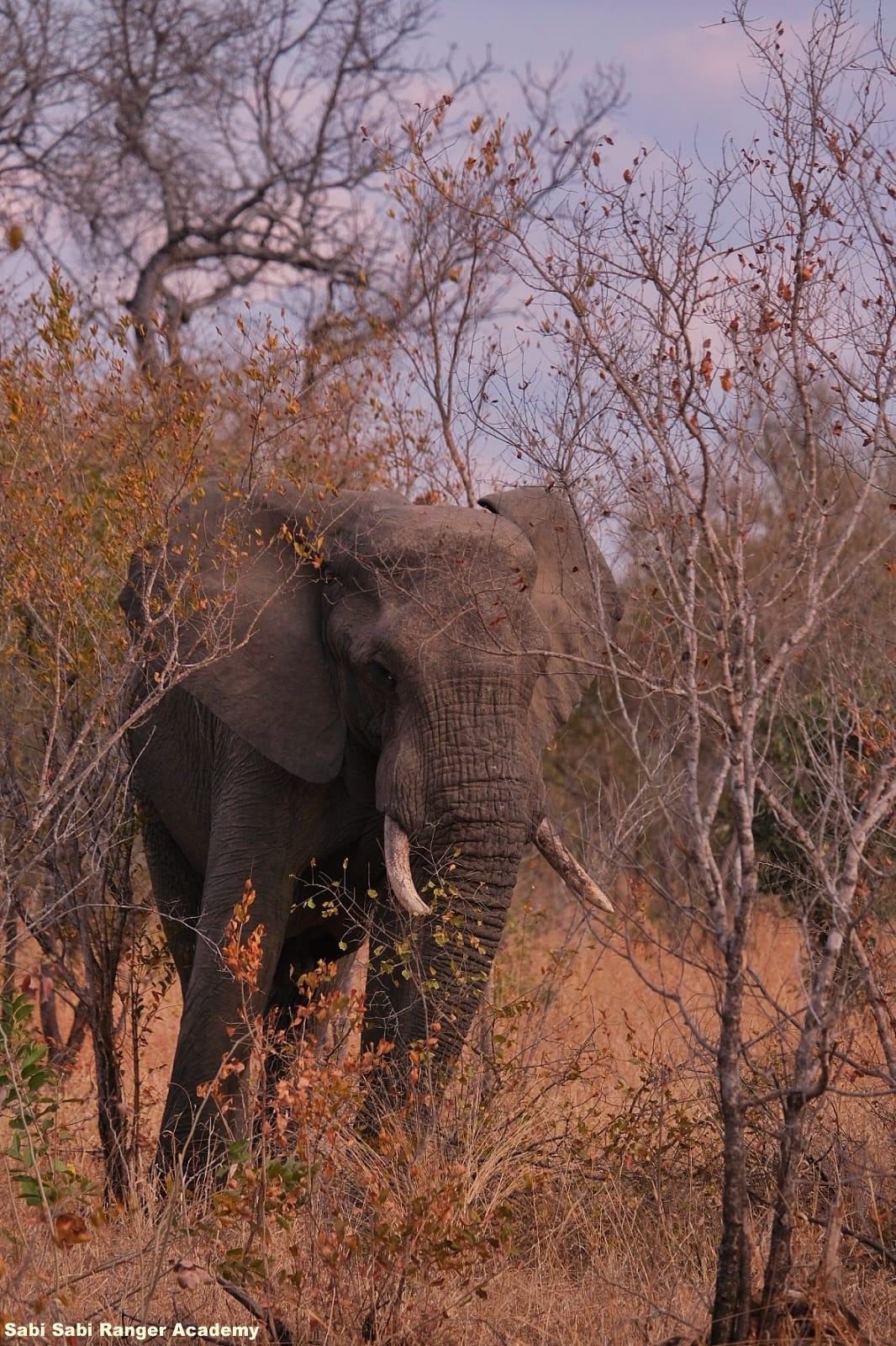 Sabi - In winter, when the bush thins out and the colours fade ...