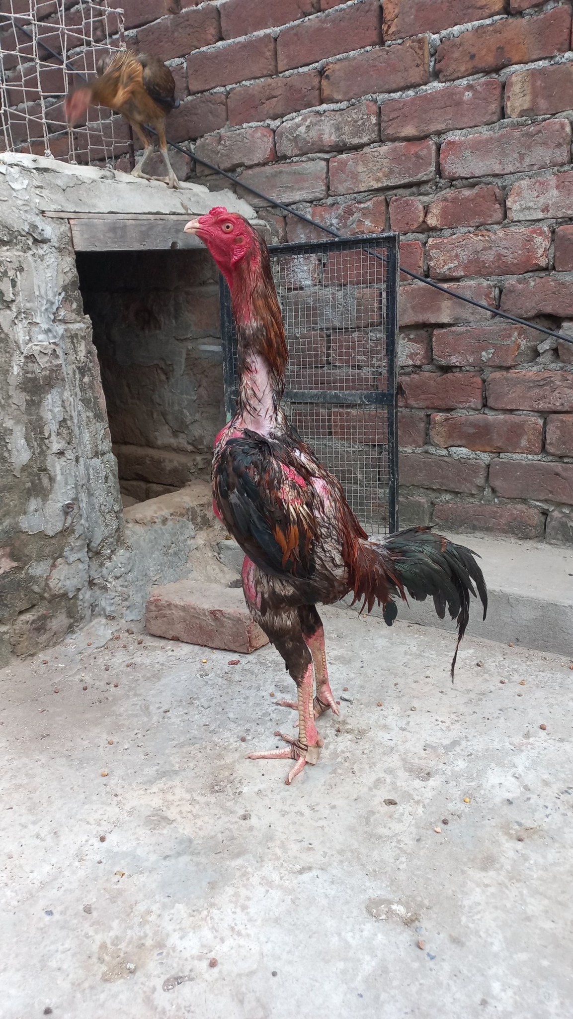 Shehryar Imported Birds