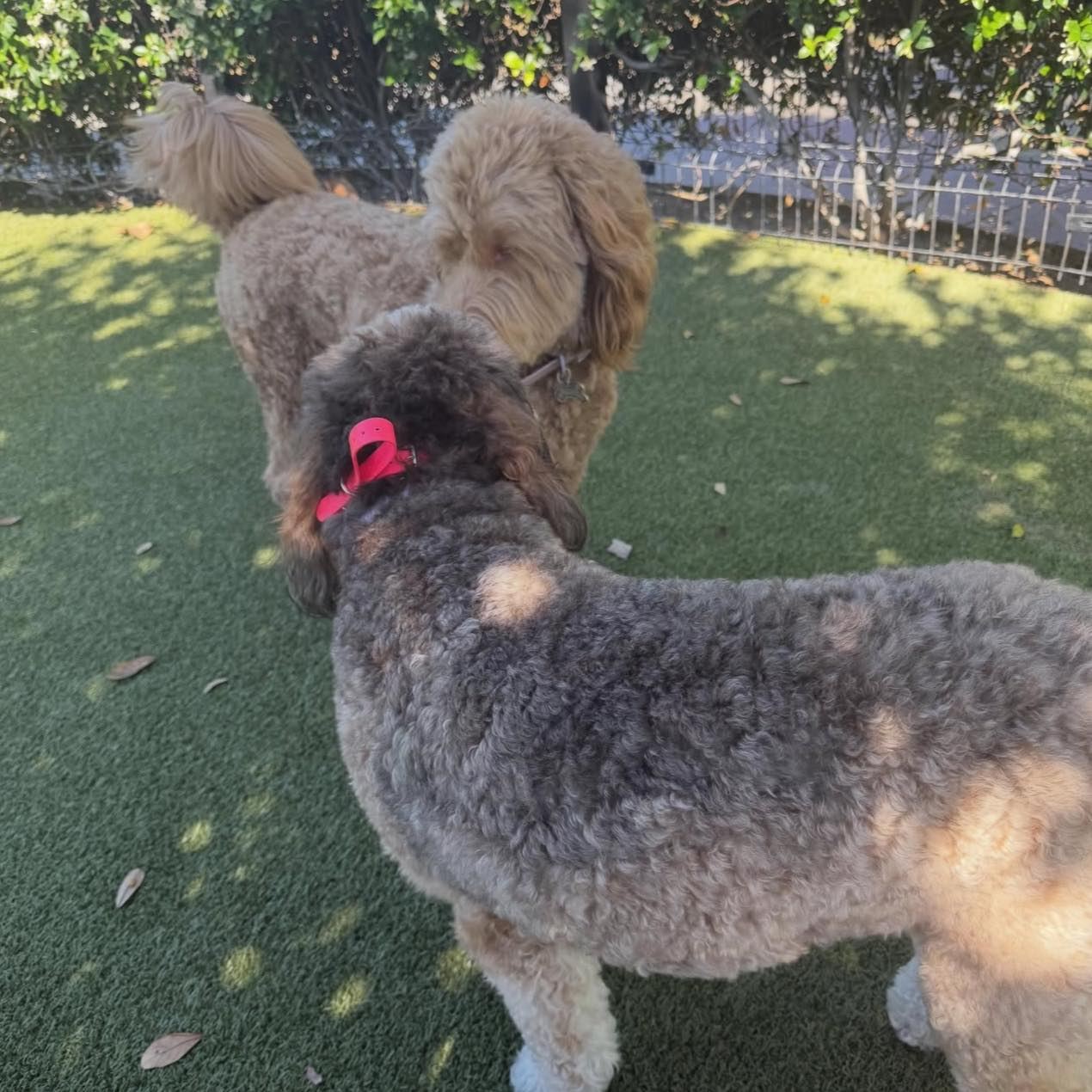 DOODLES RESCUE AND ADOPTION CENTER | AVAILABLE FOR ADOPTION IN LOS ...
