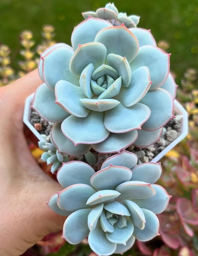 Echeveria Subcorymbosa Lau 026 My favourite atm 🌷