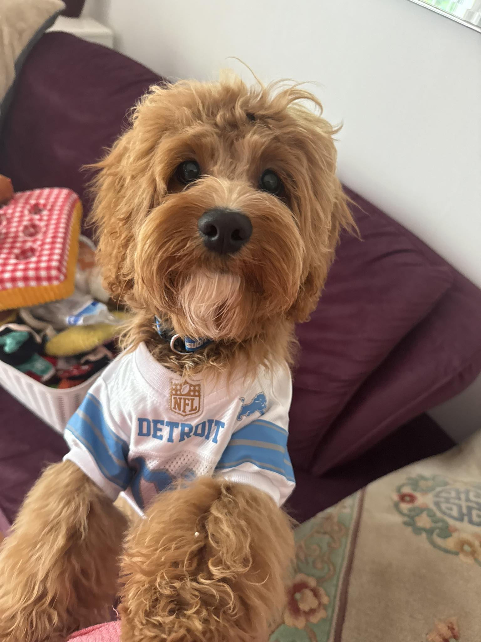 Cockapoo Owners | Nugget was ready for the games this week | Facebook