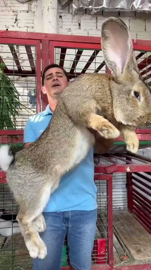 David - The male Flemish Giant rabbit can weigh up to 22 pounds (10 kg ...