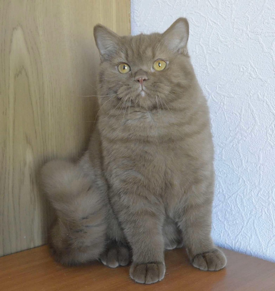 Muning Ph Cattery
