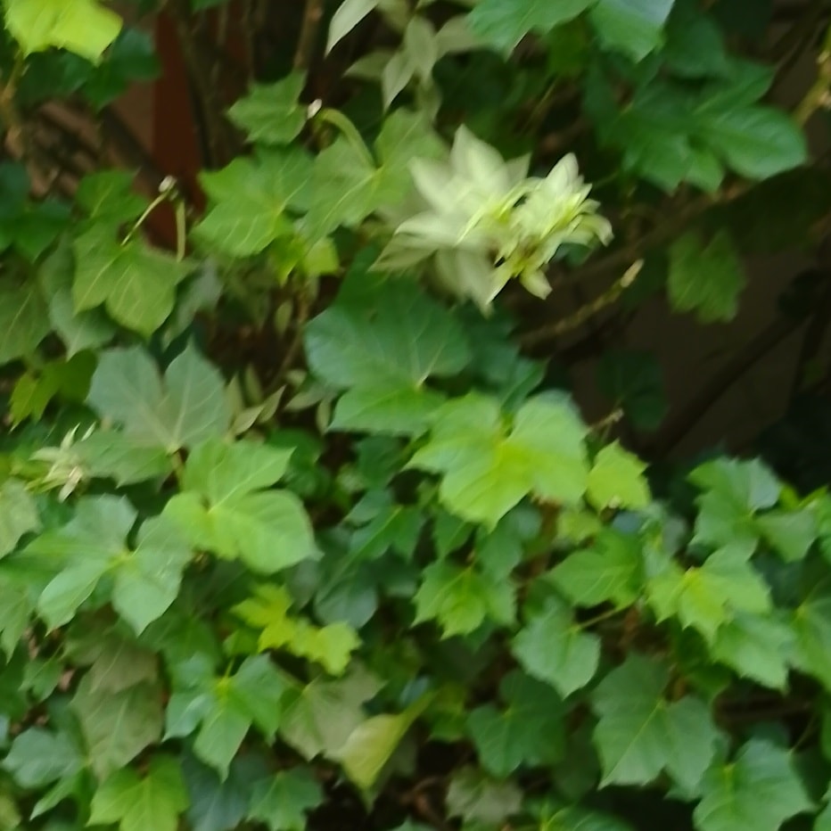 Where can I get this called #Jatropha