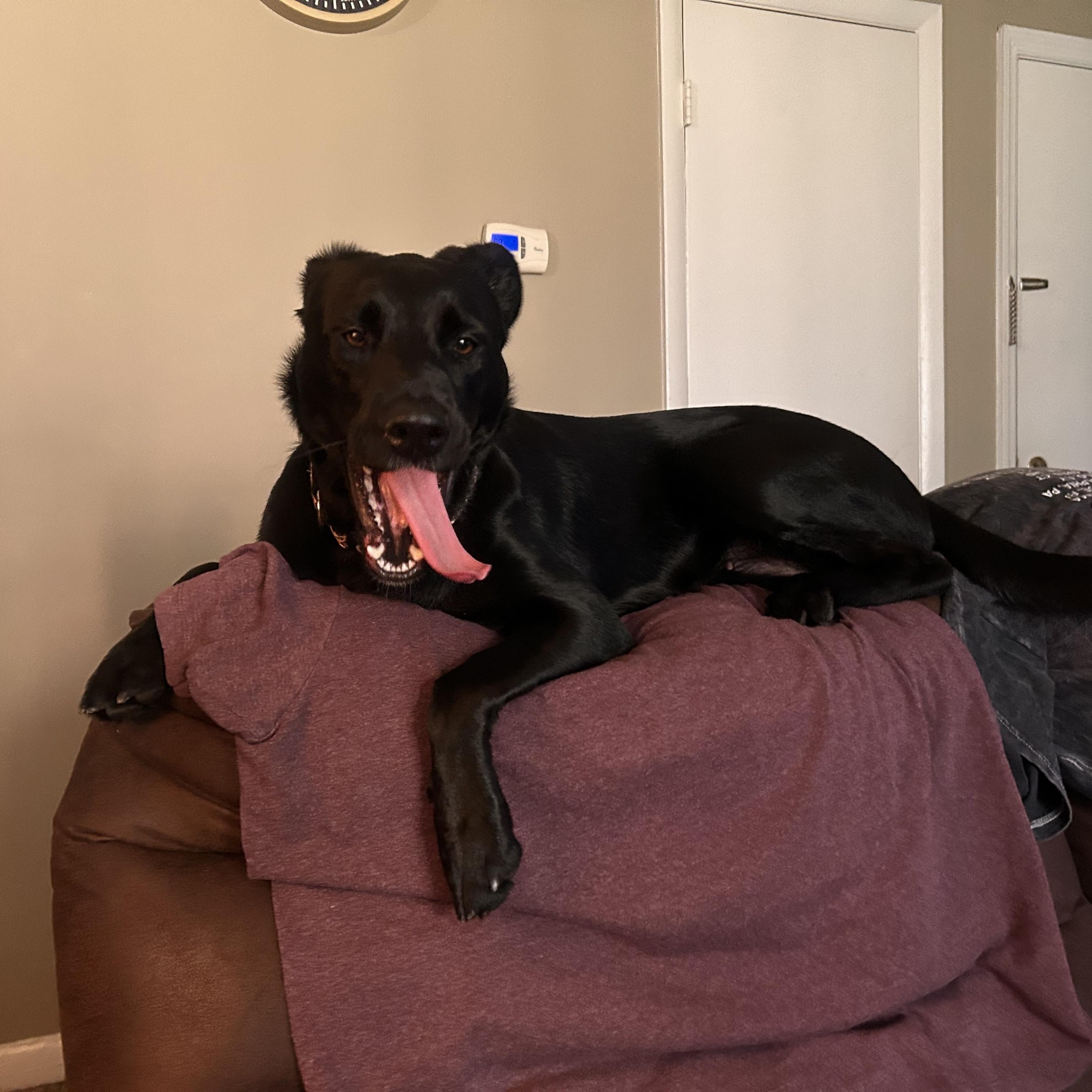 Shadow’s the sweetest pupper ever! Send her some ️! | JuniorShadow Smith