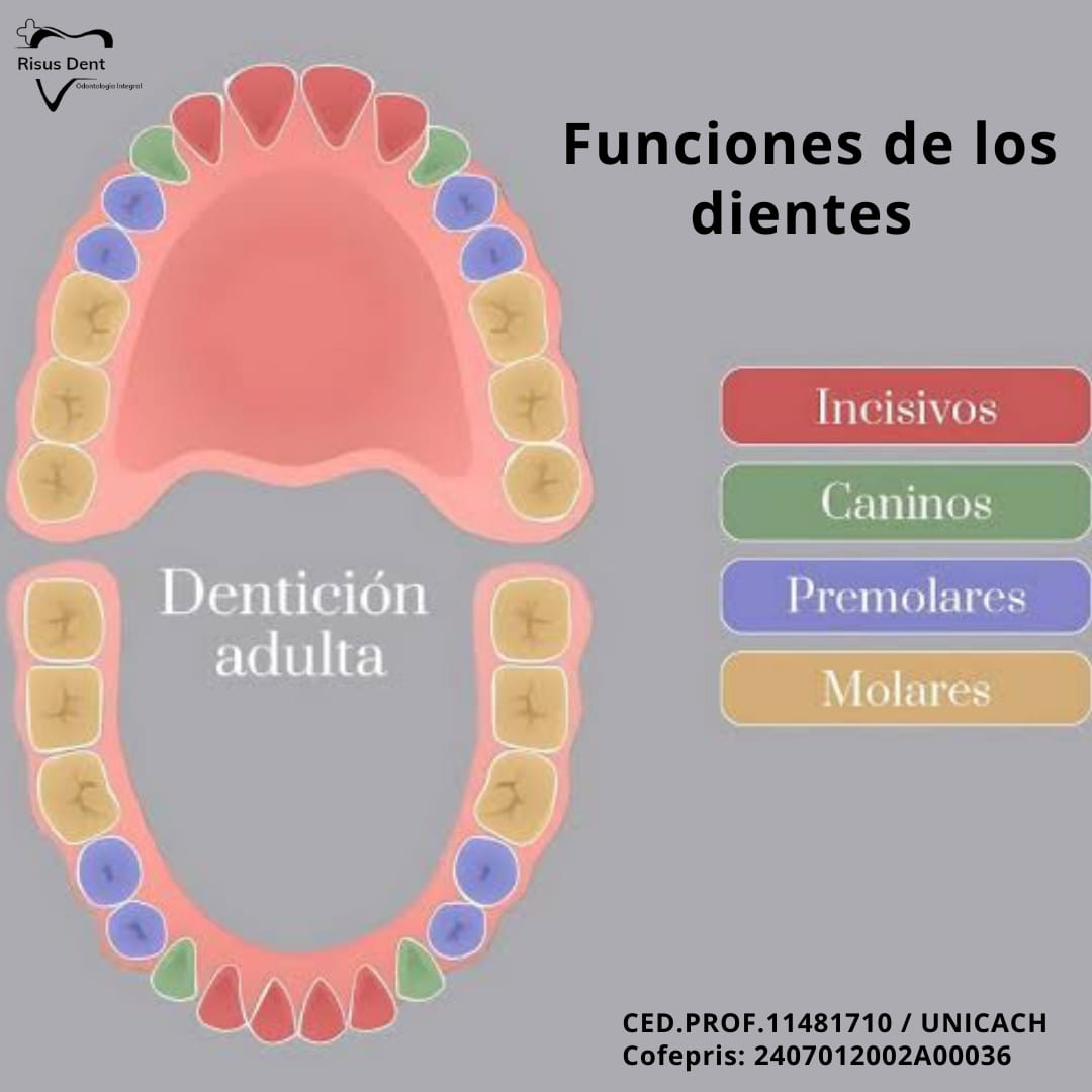 RisusDent - ¿Sabías que los dientes tienen diferentes...