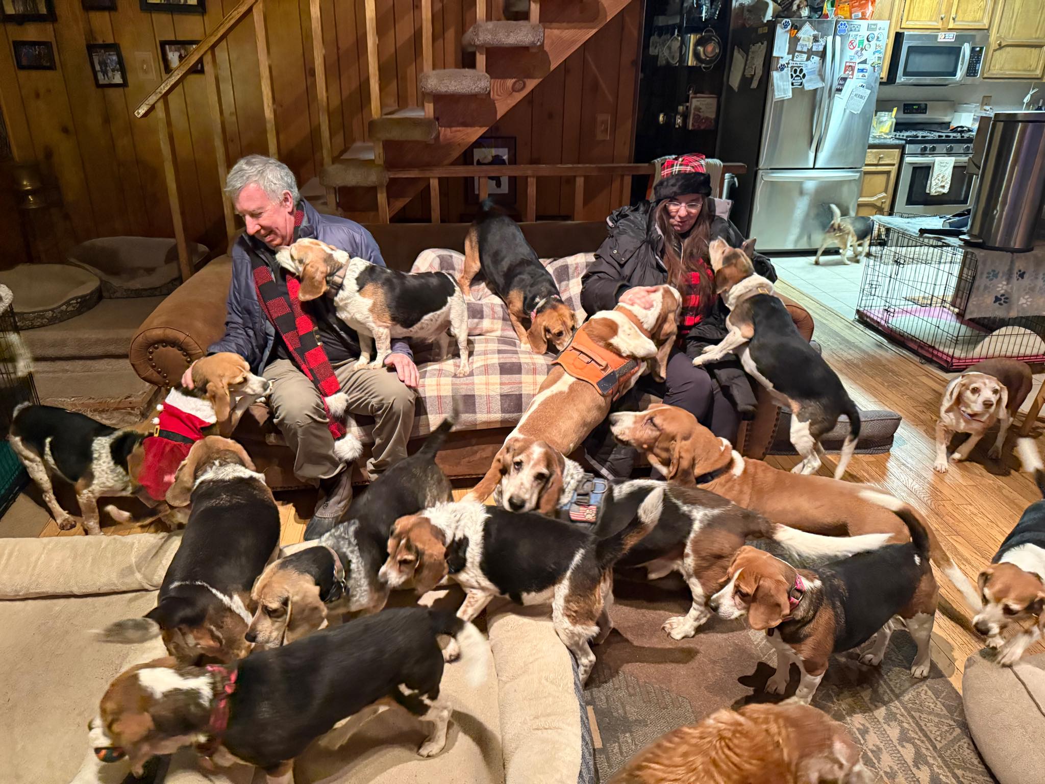 Alaska - How you get greeted at the Alaska Beagle Ranch on Christmas ...