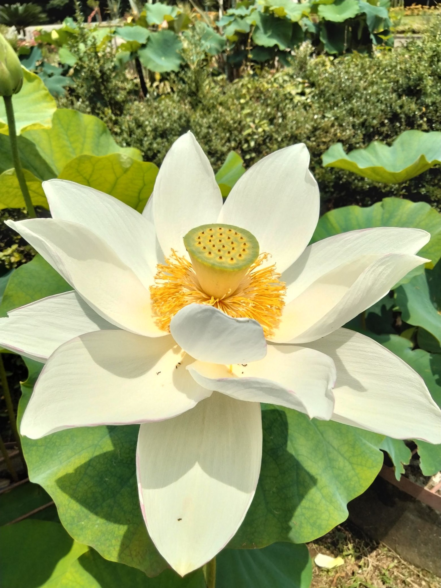 虞美人草」(グビジンソウ)