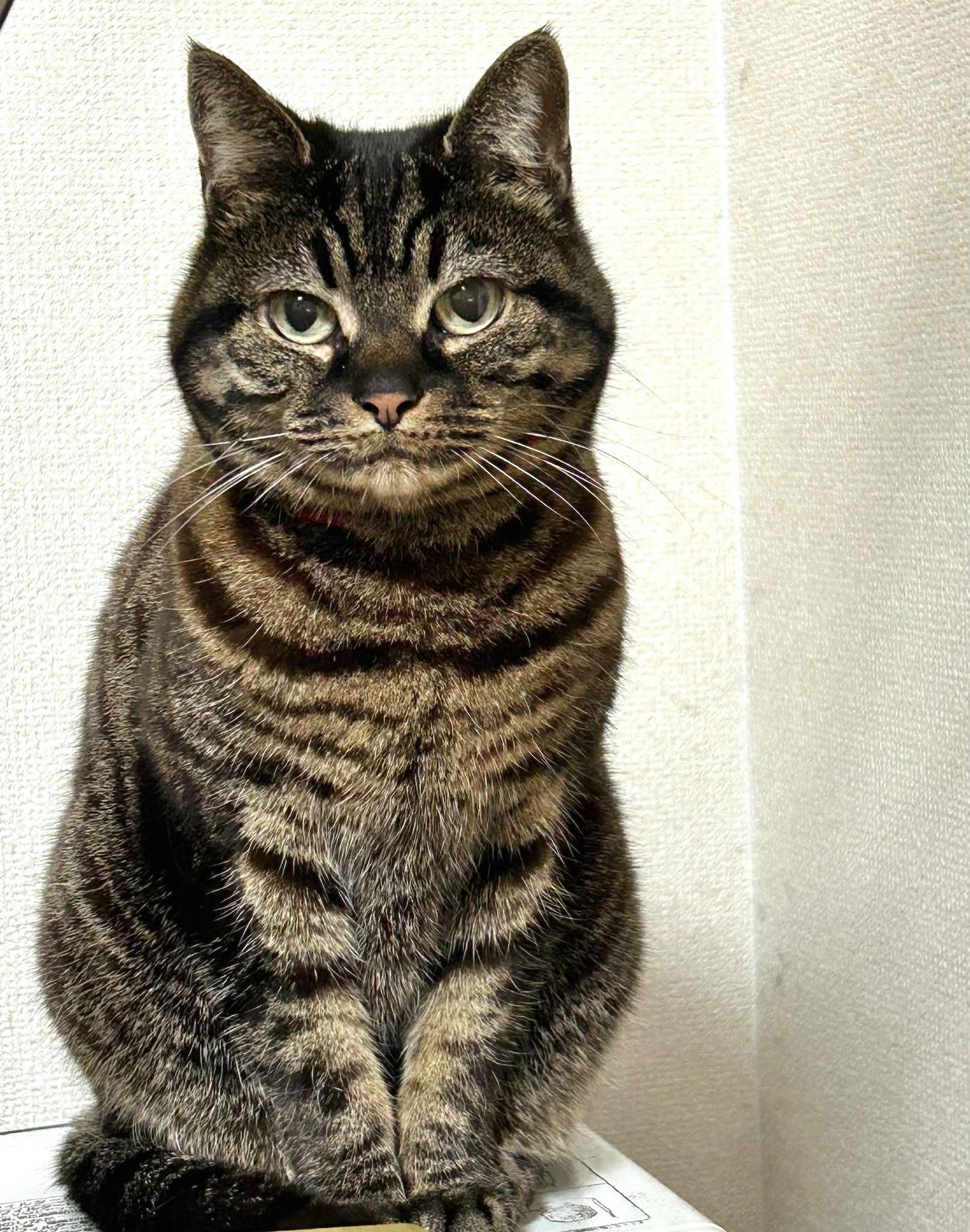 にゃん助さん