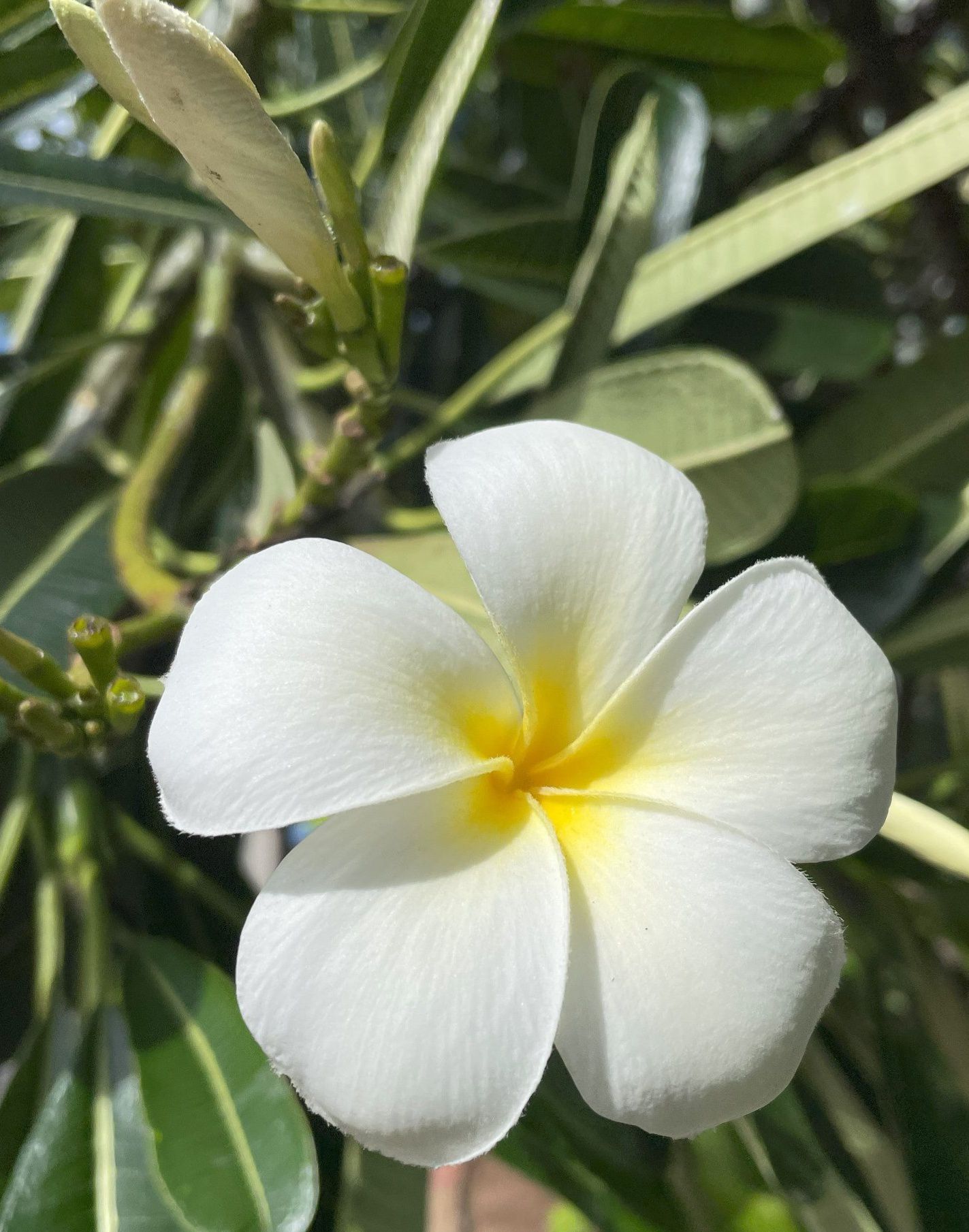 Plumeria World