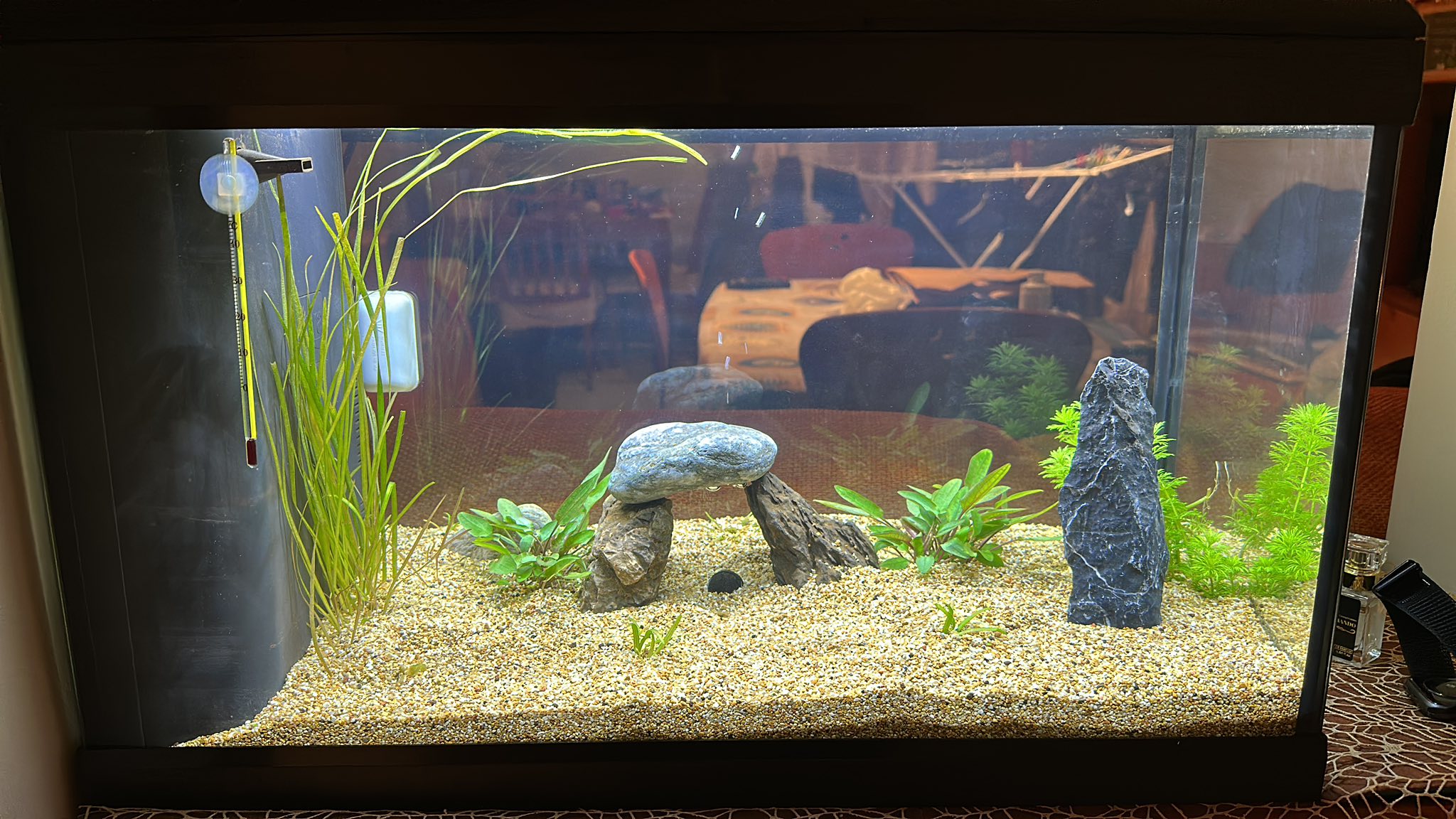 ACQUARIO CHE PASSIONE | Buonasera a tutti, é già passato un mese che il ...