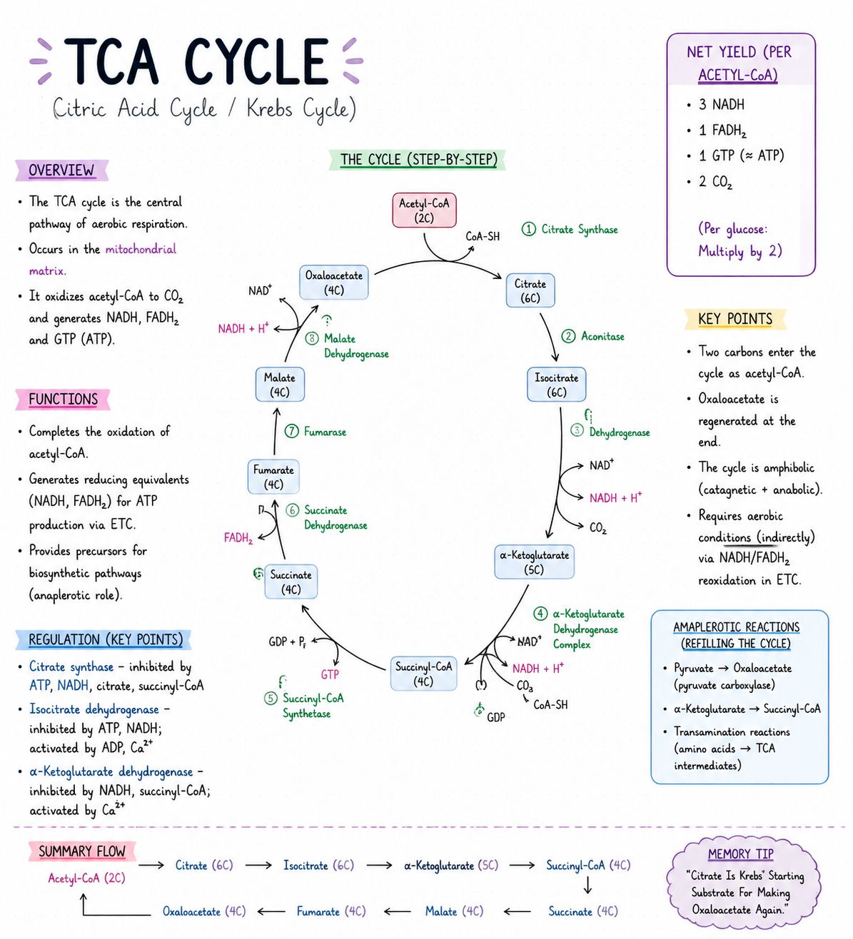 Glutathione's role in the Krebs cycle and energy production