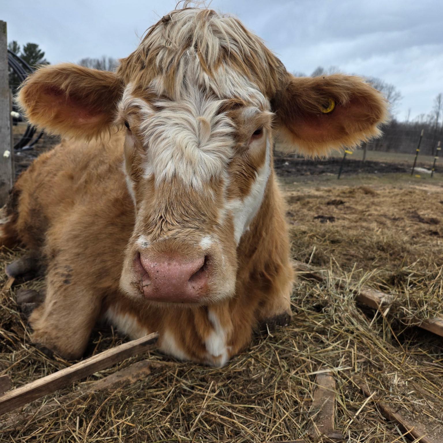 My daily attempt to force this cow to like me 😂 | Voice Farms | Facebook