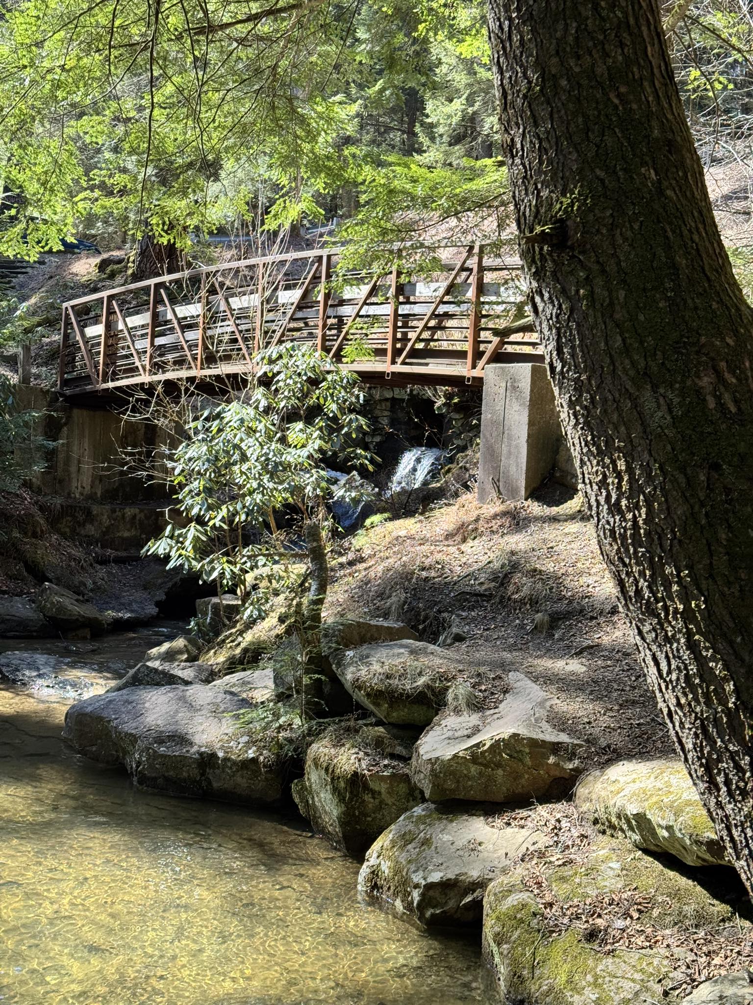 Cook Forest State Park | Cooksburg PA