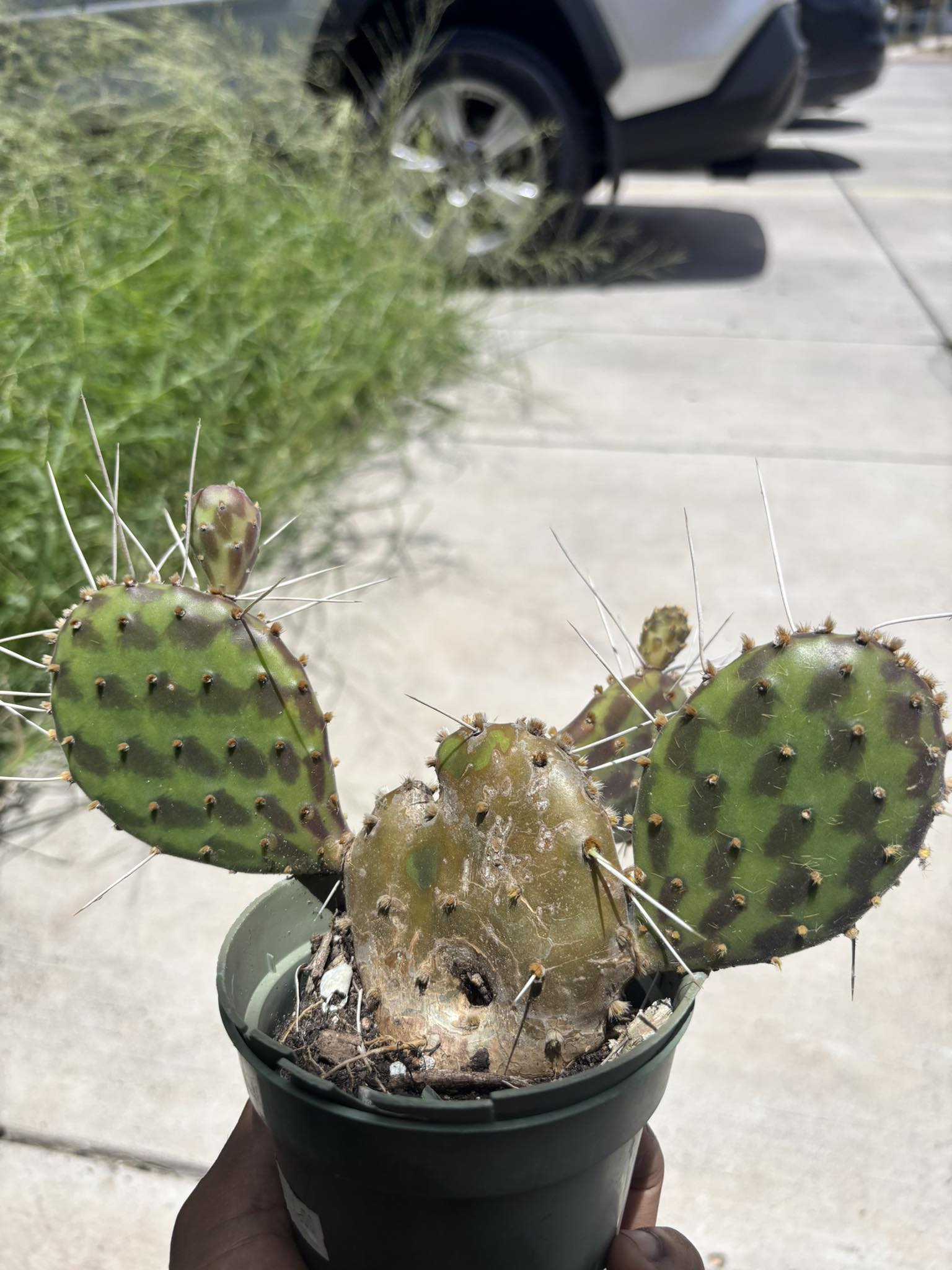 I found this opuntia called 