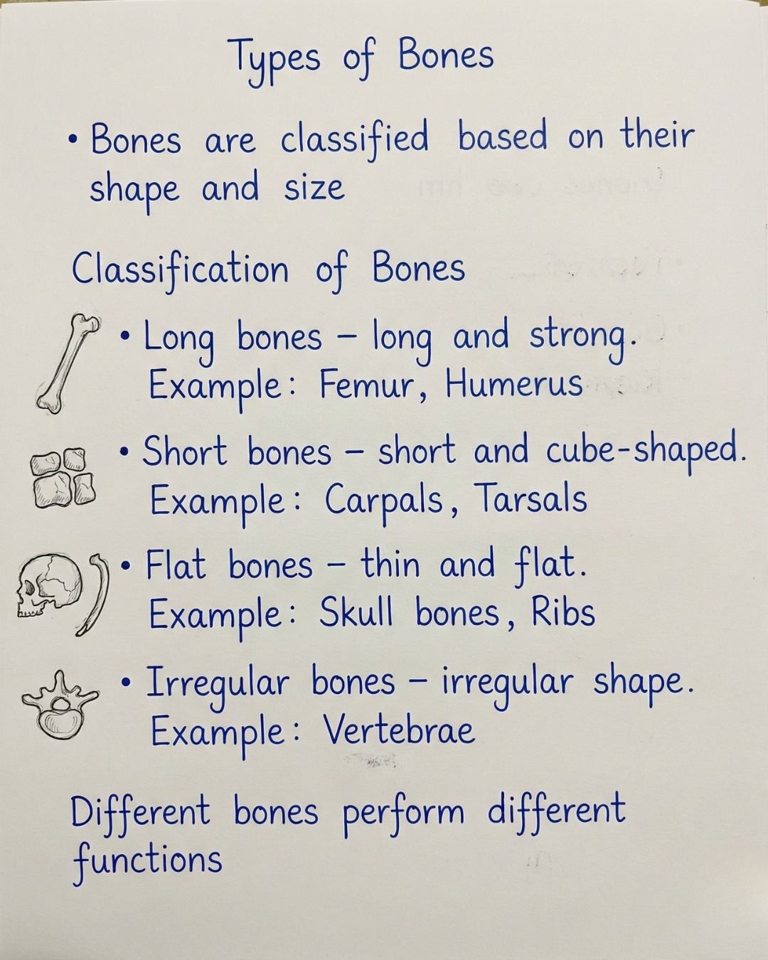 Types of Bones – Long, Short, Flat &... - EduSphere Academy | Facebook