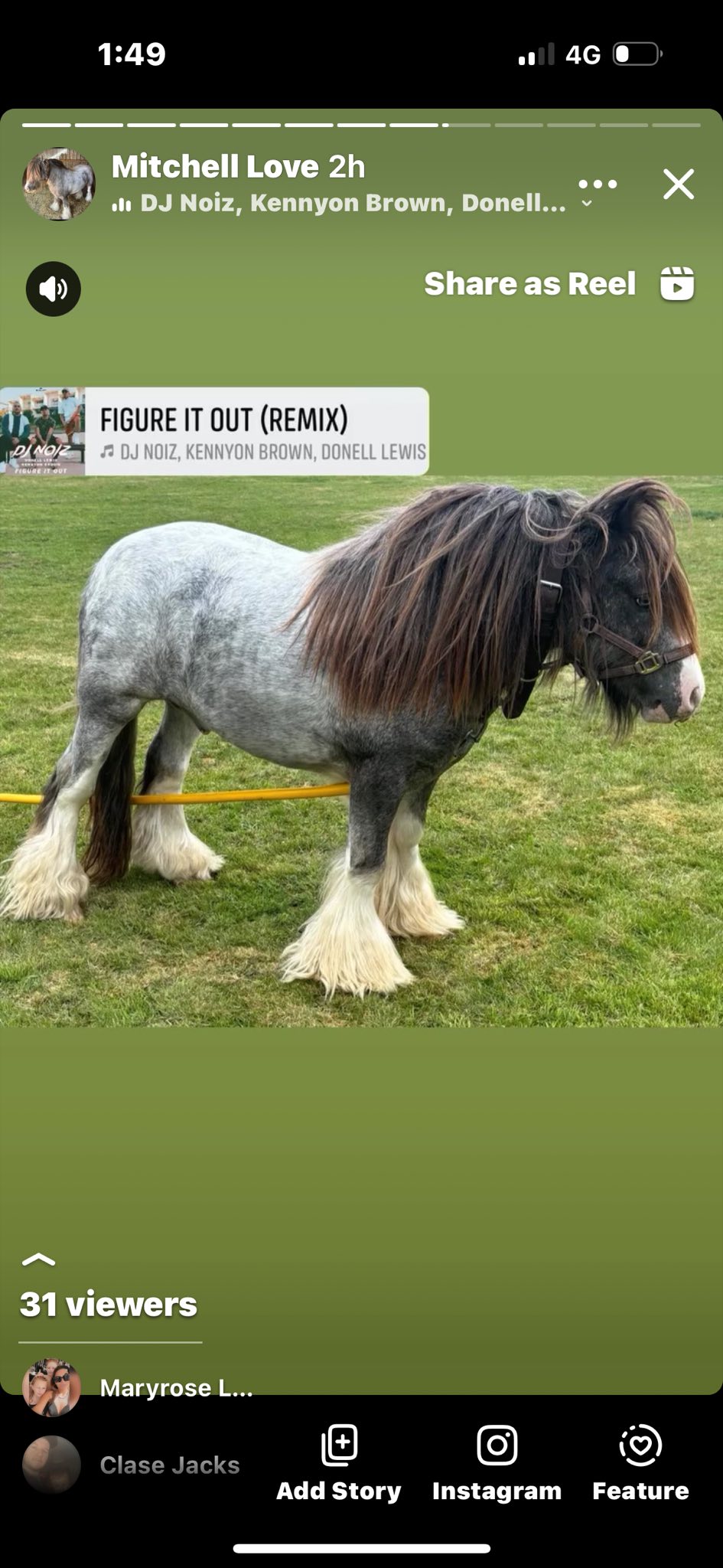 ポニー Me 2 year old colt out spots and diamonds ￼ grandson to the king