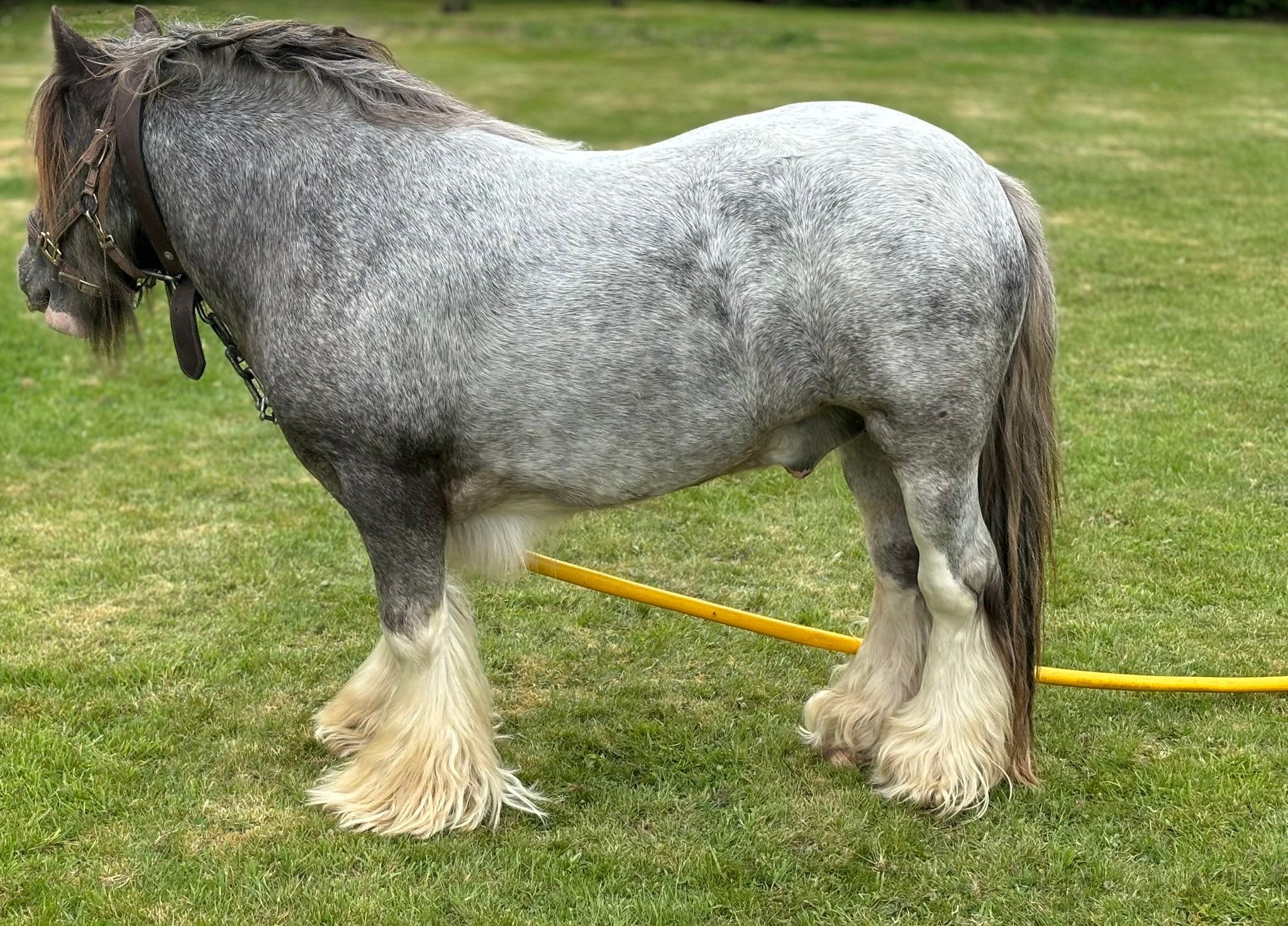 Me 2 year old colt out spots and diamonds ￼ grandson to the king